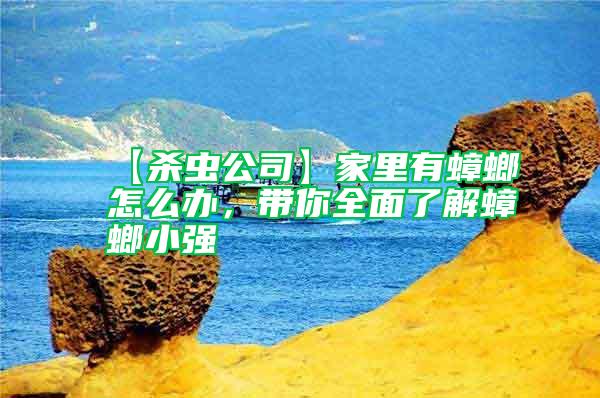 【殺蟲公司】家里有蟑螂怎么辦，帶你全面了解蟑螂小強