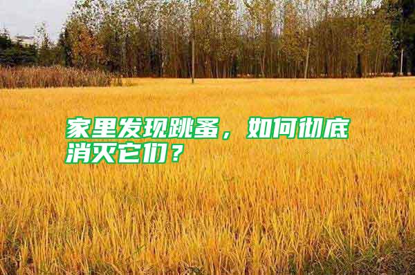 家里發現跳蚤,如何徹底消滅它們?