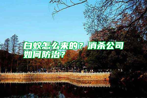 白蟻怎么來的？消殺公司如何防治？