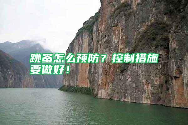 跳蚤怎么預防?控制措施要做好!