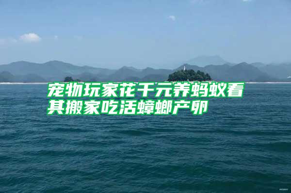 寵物玩家花千元養螞蟻看其搬家吃活蟑螂產卵