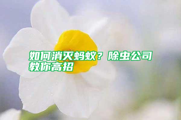 如何消滅螞蟻?除蟲公司教你高招