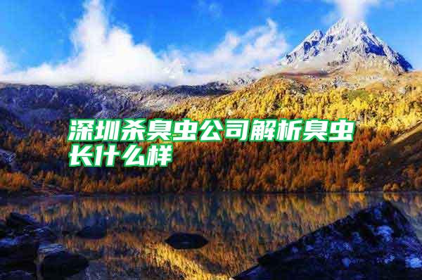 深圳殺臭蟲公司解析臭蟲長什么樣