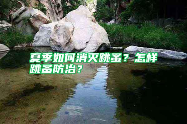 夏季如何消滅跳蚤？怎樣跳蚤防治？