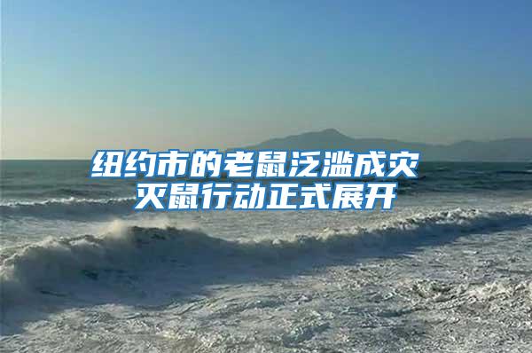 紐約市的老鼠泛濫成災(zāi) 滅鼠行動正式展開