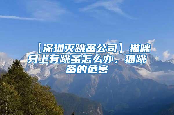 【深圳滅跳蚤公司】貓咪身上有跳蚤怎么辦,貓跳蚤的危害