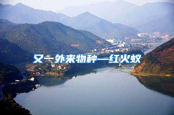 又一外來(lái)物種—紅火蟻