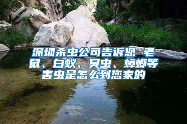 深圳殺蟲公司告訴您 老鼠、白蟻、臭蟲、蟑螂等害蟲是怎么到您家的