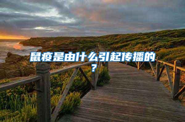 鼠疫是由什么引起傳播的?