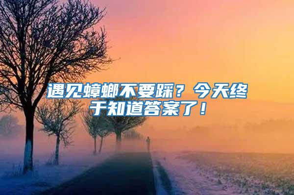 遇見蟑螂不要踩?今天終于知道答案了!