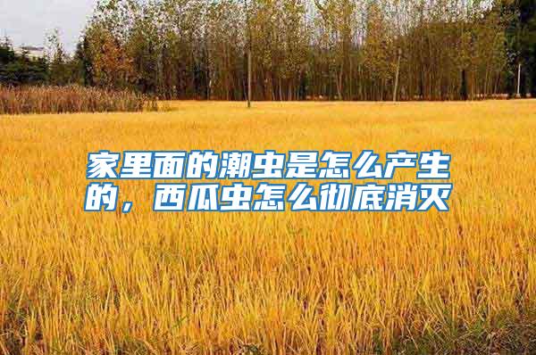 家里面的潮蟲是怎么產生的，西瓜蟲怎么徹底消滅