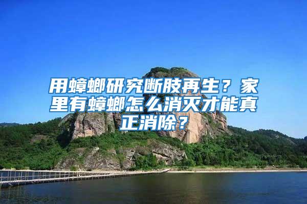 用蟑螂研究斷肢再生?家里有蟑螂怎么消滅才能真正消除?