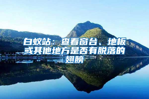 白蟻站：查看窗臺、地板或其他地方是否有脫落的翅膀