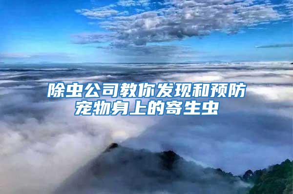 除蟲公司教你發現和預防寵物身上的寄生蟲