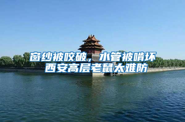 窗紗被咬破，水管被啃壞 西安高層老鼠太難防