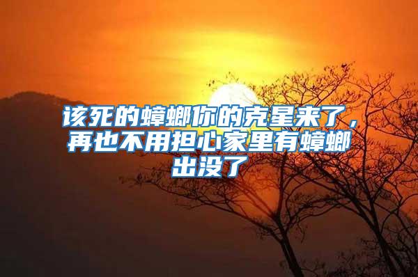 該死的蟑螂你的克星來了,再也不用擔心家里有蟑螂出沒了