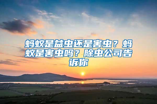 螞蟻是益蟲還是害蟲?螞蟻是害蟲嗎?除蟲公司告訴你