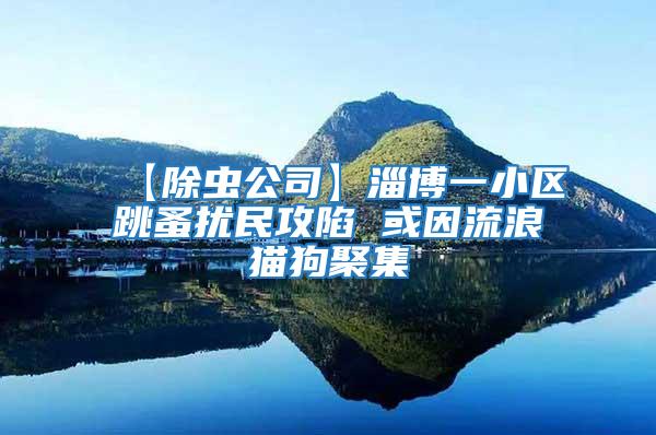【除蟲公司】淄博一小區跳蚤擾民攻陷 或因流浪貓狗聚集