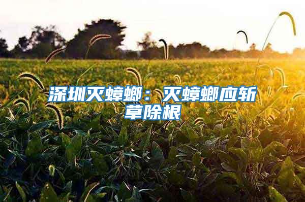 深圳滅蟑螂:滅蟑螂應(yīng)斬草除根