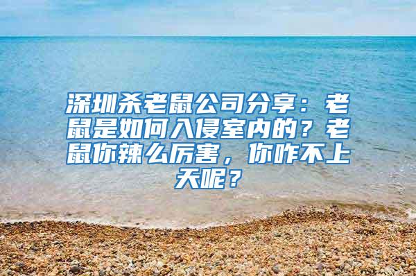 深圳殺老鼠公司分享:老鼠是如何入侵室內的?老鼠你辣么厲害,你咋不上天呢?