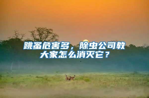 跳蚤危害多,除蟲公司教大家怎么消滅它?