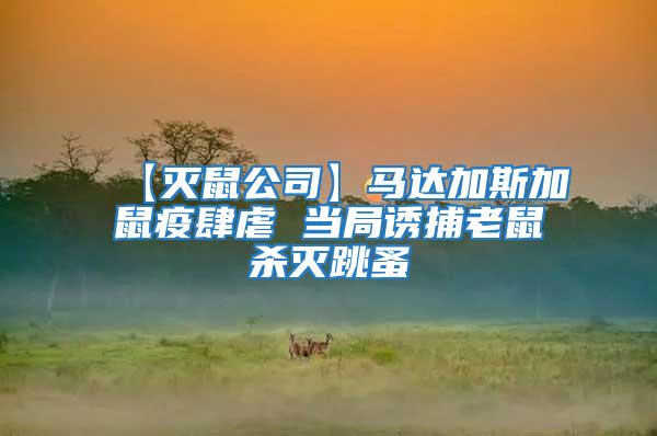 【滅鼠公司】馬達加斯加鼠疫肆虐 當局誘捕老鼠殺滅跳蚤