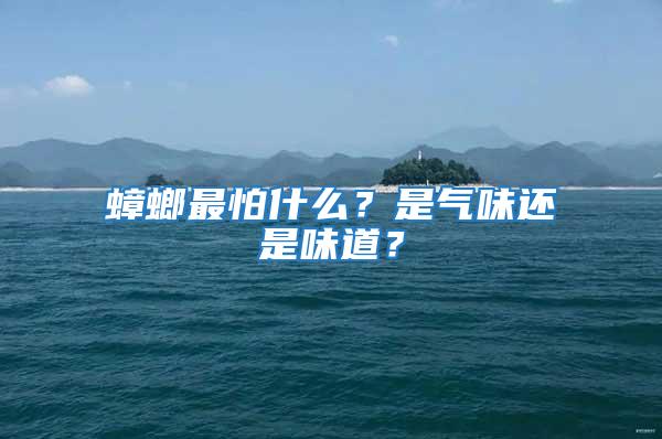 蟑螂最怕什么？是氣味還是味道？