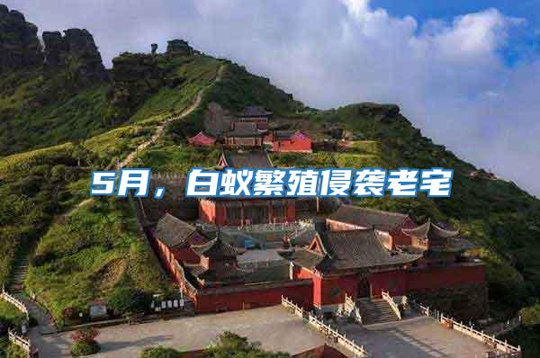 5月,白蟻繁殖侵襲老宅