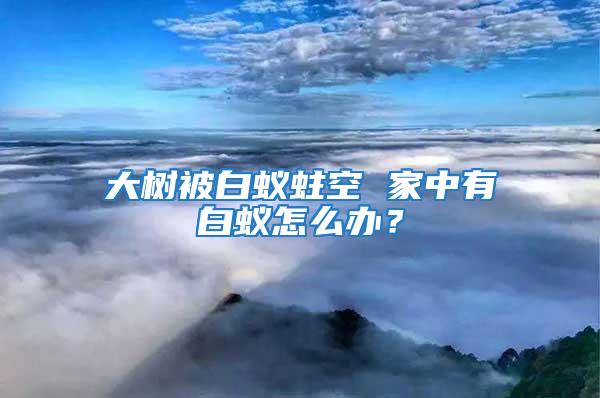 大樹被白蟻蛀空 家中有白蟻怎么辦?