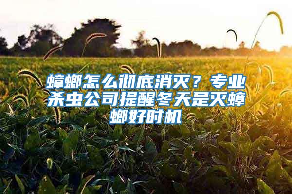 蟑螂怎么徹底消滅?專業殺蟲公司提醒冬天是滅蟑螂好時機