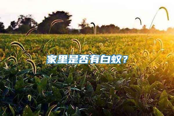 家里是否有白蟻?