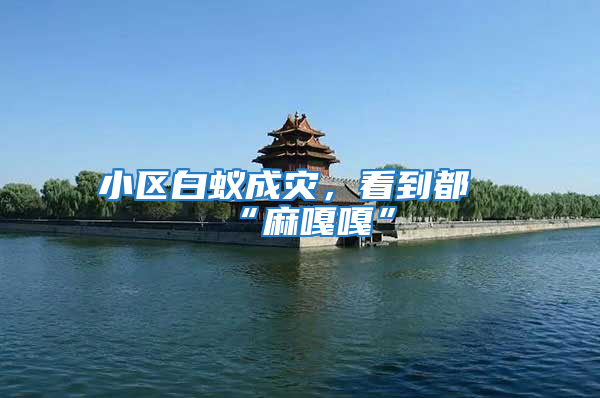 小區白蟻成災，看到都“麻嘎嘎”