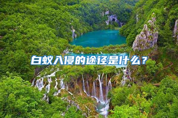 白蟻入侵的途徑是什么?