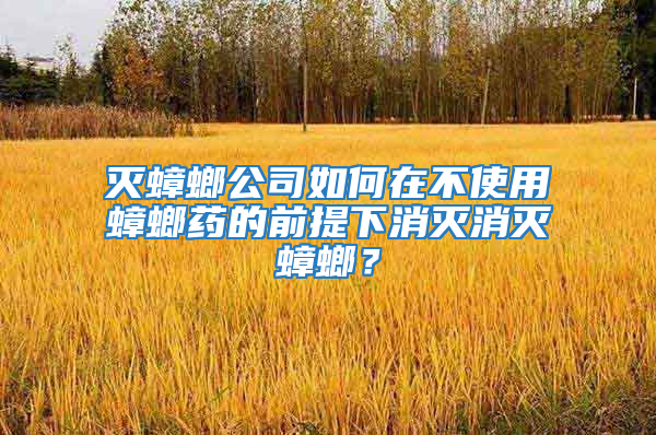 滅蟑螂公司如何在不使用蟑螂藥的前提下消滅消滅蟑螂？