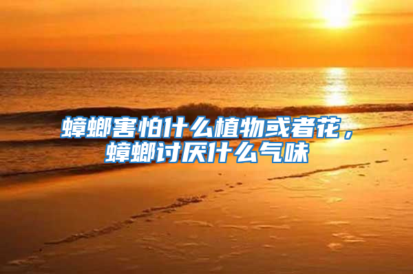 蟑螂害怕什么植物或者花，蟑螂討厭什么氣味